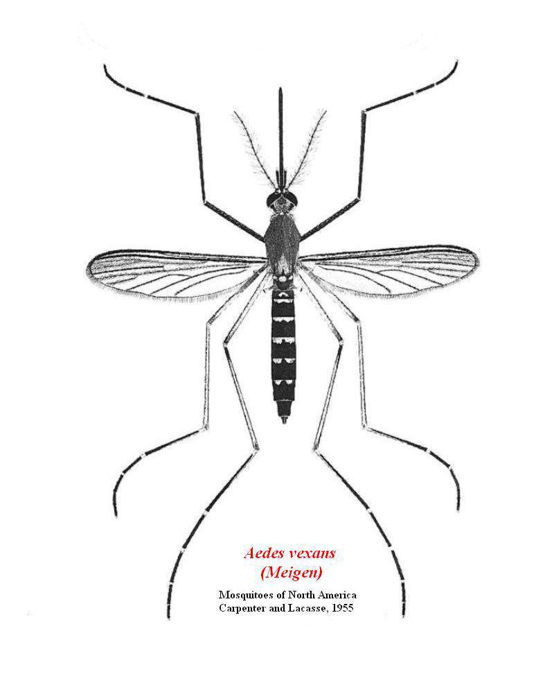 Aedes vexans deals