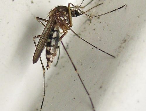 10 Ways to Protect Yourself from Mosquitoes