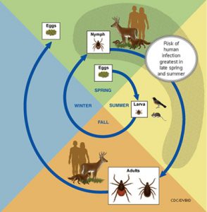 Mosquito Control Near Me