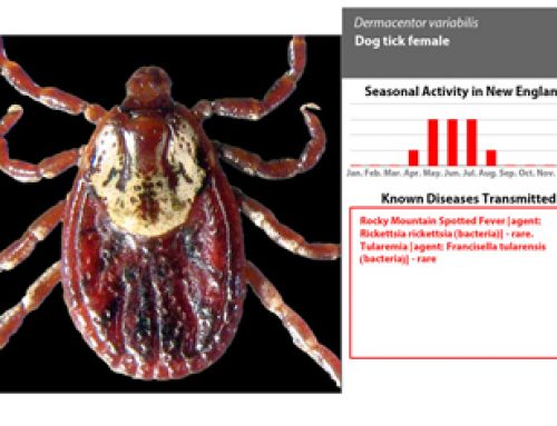 Tick Treatment and Protection